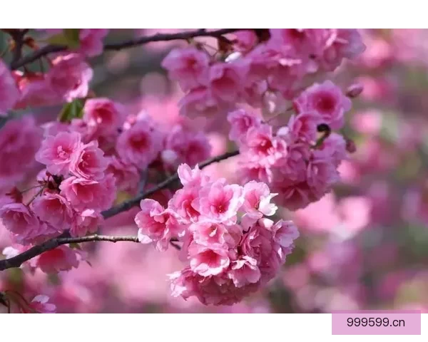 樱花烂漫时，与“樱花视频”共赴一场视觉盛宴